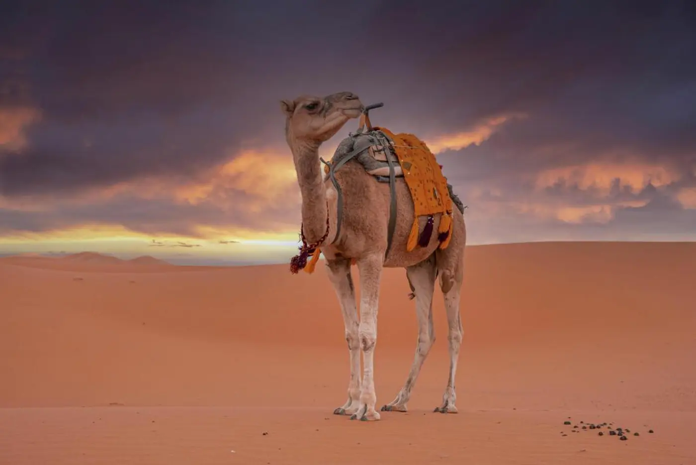 Fes to Merzouga 2-Day Desert Tour