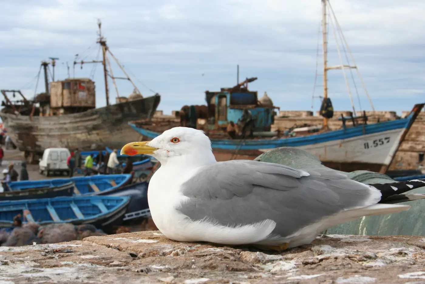 Morocco Birdwatching & Nature Tours